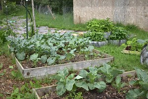 How To Homestead Without Animals - The Homesteading Hippy