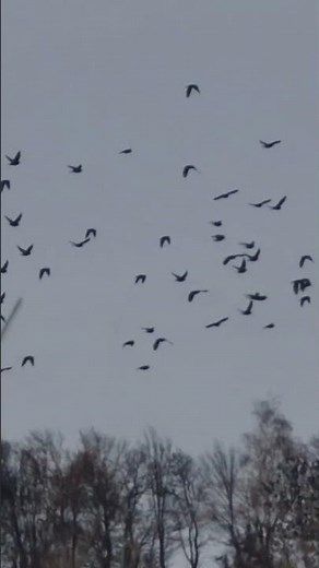 The Flock of European Starlings flying to the Tree