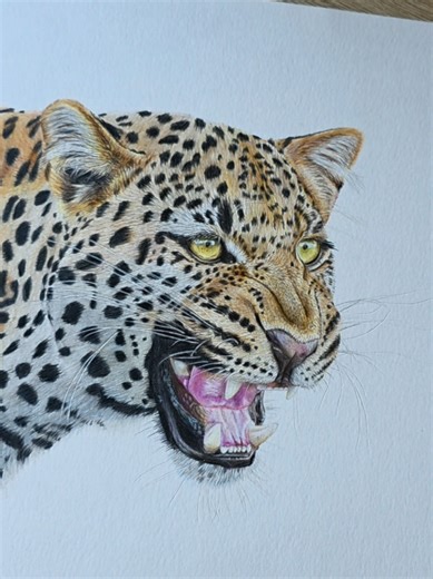 leopard colour pencil drawing. tutorial is on my Patreon #colourpencilart #drawing #leopard