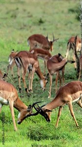 Two impalas fighting with their horns on vertical video in Africa.
