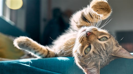 Pet Psychologists Explain Why Cats Display Psychopathic Traits