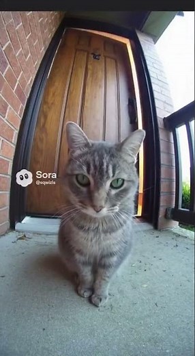 Exploding Door #funny #funnyshorts #funnyvideo #cat #sora