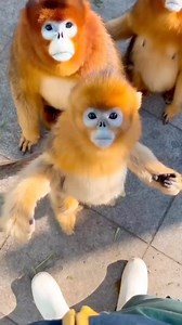 380K views · 79 reactions | These monkeys! 李 ⁣-⁣⁣⁣⁣ WILDLIFE REELS...