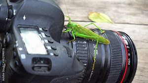 Locust insect sits on the camera lens. Grasshopper on the camera lens.