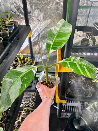 Musa Florida Banana Plant Variegared / Exact Plant / #7 No International Shipping!!! 18 Inch Tall. - Etsy