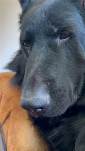 Odkrycie😉😅 #germanshepherd #humor #owczarekniemiecki #zwierzaki #śmieszne ##owczarek #psieżycie