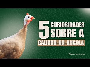 5 Curiosidades sobre a Galinha-da-Angola