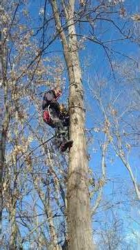 Tree Climbing with Spikes
