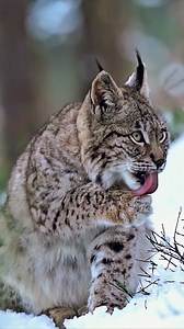 Witness this rare moment of a lynx grooming in a snowy blueberry patch! These secretive wildcats are perfectly adapted to life in cold northern forests. Fun Fact: Lynx have special fur tufts on their ears that act like antennae, helping them pinpoint the location of prey even in thick forest or deep snow! #Lynx #WinterWildlife #WildcatFacts #NatureLover #SnowyCat | Listpull