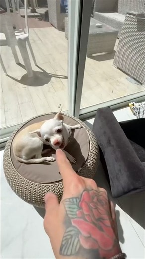 Niki Bites My finger😂!!! #dogshorts #funny #funnyshorts #trending 2TR#trendingshorts #viral