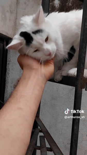 Ternura y reencuentro: gatos y sus dueños