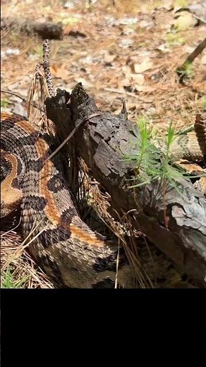 Intense RATTLESNAKE Gives a WARNING ⚠️ Loud Rattling!