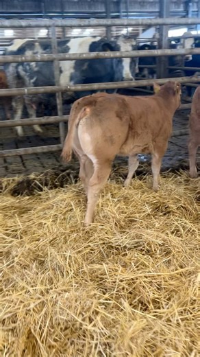 Ernevalley Tigger LM1458 sired calf bred by Tom Bailey! A heifers calf born Unassisted, Tigger has Huge Eurostar Indexes & Lots of Quality. £20/€25 per straw. www.epgstraws.com Irish Limousin Society | Elite Pedigree Genetics
