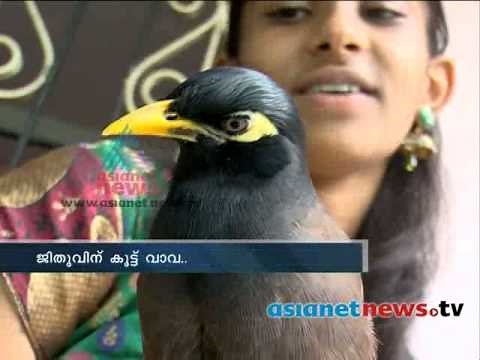 Mynah ,amazing bird that can imitate any sound ജീതുവിന്‌ കൂട്ട് വാവ