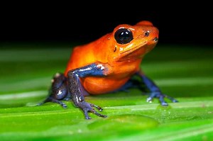 10 most poisonous animals in the world, from frogs and toads to sharks – and even butterflies. Yes you heard that right... | Discover Wildlife Most poisonous animals in the world