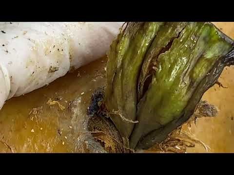 #采耳哥 Ingrown Trimmed Boogerswax removal | Booger clean DR LEE’S TLC ULTIMATE ZITPOPPER 0708m3 0057