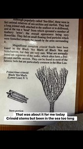 A piece of crinoid stems was about for me today along Charmouth beach Don’t take long in the sea to wear the fine details off | Charmouth Fossils