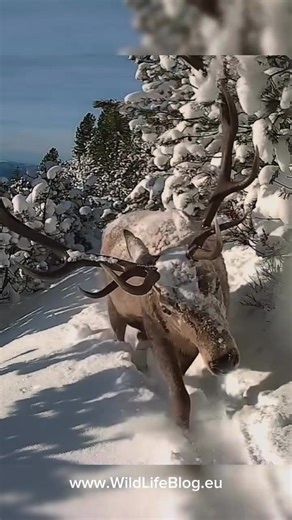 Slovakia’s wildlife in winter 🦌❄️ Video: @WildLifeBlog #ThisIsSlovakia #jelen #wildlife #winter #fyp