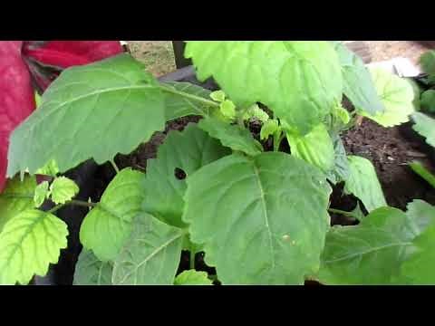 How to plant patchouli plants using pots