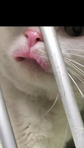 1.7K views · 298 reactions | Zima￼ came to us from an impound. We were told she had a huge overbite and that her bottom teeth were piercing through the roof of her mouth. We said we would take her and figure it out. I also noticed immediately that she was deaf. Turns out she had an immune reaction and had severe ulcers in her mouth/lips causing extreme swelling and pain. It has been 35 days and steroids, soft food and rest but look at her tonight. Awesome progress. | Kitty City | Facebook