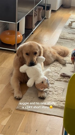 auggie the golden retriever 🐾✨ on Instagram: "destroyed dis one in protest bcus appa won’t let me eat his sleep mask 😠"