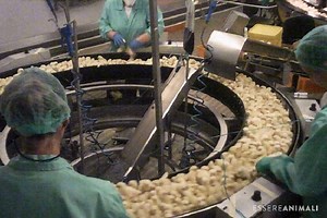 Pulcini maltrattati e tritati vivi: le immagini sotto copertura in un'azienda italiana (PETIZIONE)