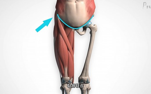【艺用人体解剖】Proko（全集中字）5-5.1:大腿内侧肌肉-形体