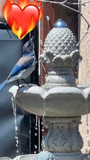 #backyard #pajaroazul #aphelocomacalifornica #californiascrubjay #scrubjayblue #bluebird #characaliforniana #charaazul #naturelovers | Yelhsa Macias