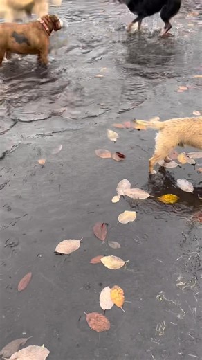 Did someone say PUDDLE! | Now Boarding