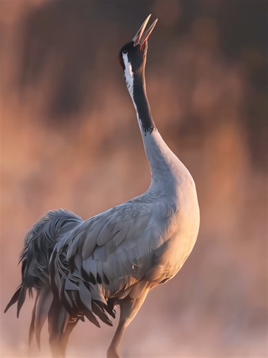 Weird Bird Sounds #birds #sounds #wildlife #nature #fyp | bird
