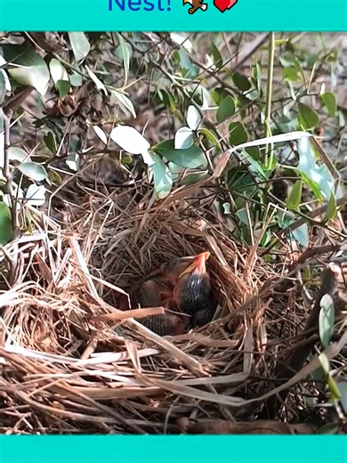 Babbler Birds Feeding Their Hungry Chicks in the Nest