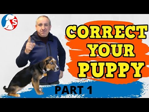 How To Correct Your Puppies Bad Behaviour | Part 1