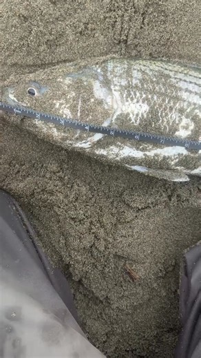 let’s catch dinner!⭐️🥹🫶🎣 #surfperch #stripedbass #catchandcook | FlyFishing Clips