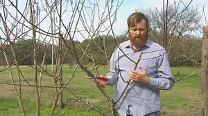 It's a great time of year for pruning! Zach Halfin at Thigh High Gardens demonstrates how to prune a 4-year-old peach tree. | Central Texas Gardener