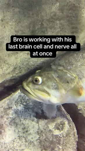 Never thought I’d empathize with a fish #funny #humor #laugh #fyp #funnyanimals