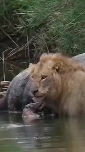 286K views · 881 reactions | The Ultimate Showdown: 女 Lion vs.  Croc - Nature's Epic Battle | Wildlife Wonders | Facebook