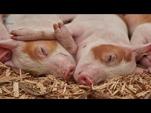 Pigs Screaming For Food Sound Effect