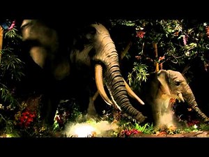 Elephants 1