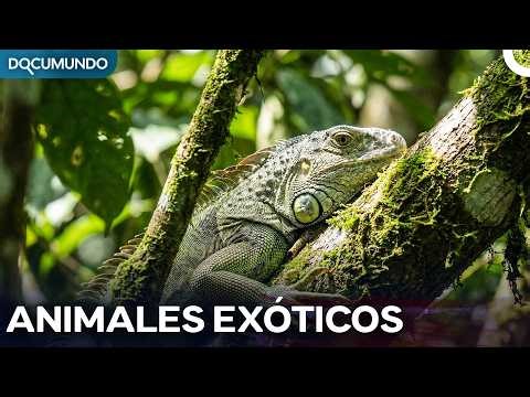 Animals to be discovered in the tropical wilderness of Cuba | Spanish Documentary