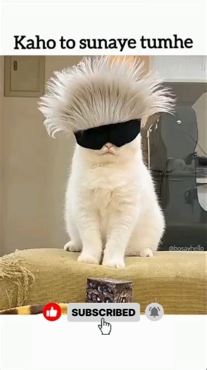 hehehehe🤣#shortvideos #shorts #cat #comedyvideos #funny#funnyclips #youtubeshorts #comedy #memeclip