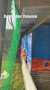 1.5K reactions · 19 shares | brooder house | Teddie Lalap Sagun | Facebook