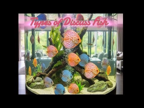 Types of Discuss Fish | Machli Ghar01 