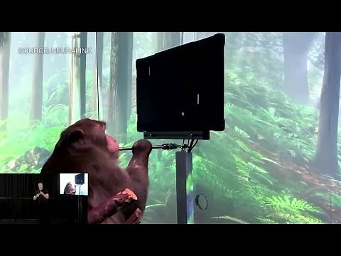 Watch: Elon Musk and a Monkey that is typing using its thoughts