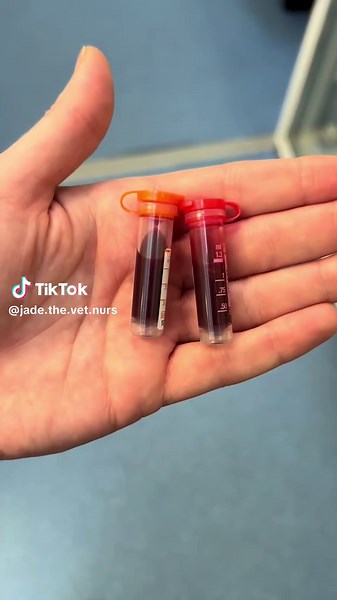 Collect and run a blood sample with me! #vetnurse #bloodsample #comewithme #labtech #vetmed