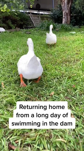 Henrietta and Cleopatra are ready for dinner. #ducksoftiktok