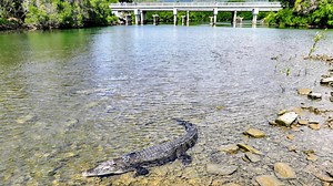 Wanderlust of salties turns out to be a croc