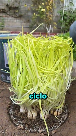 How to Grow Garlic 4x Faster 😱🧄
