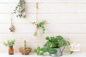 What To Do With Unwanted Houseplants? — Plants & House