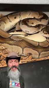 A rare look at a snake laying eggs