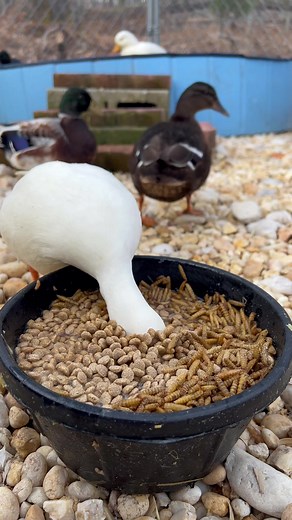 When it’s finally time for your lunch break & you haven’t eaten all day 🦆 🪱 #dunkinducks #ducks #asmr #duckfood #petducks